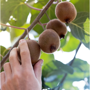 Aktinídia lahodná- kiwi (Actinídia deliciosa) ´SOLISSIMO´® - výška 50-70 cm, kont. C2L - SAMOOPELIVÁ